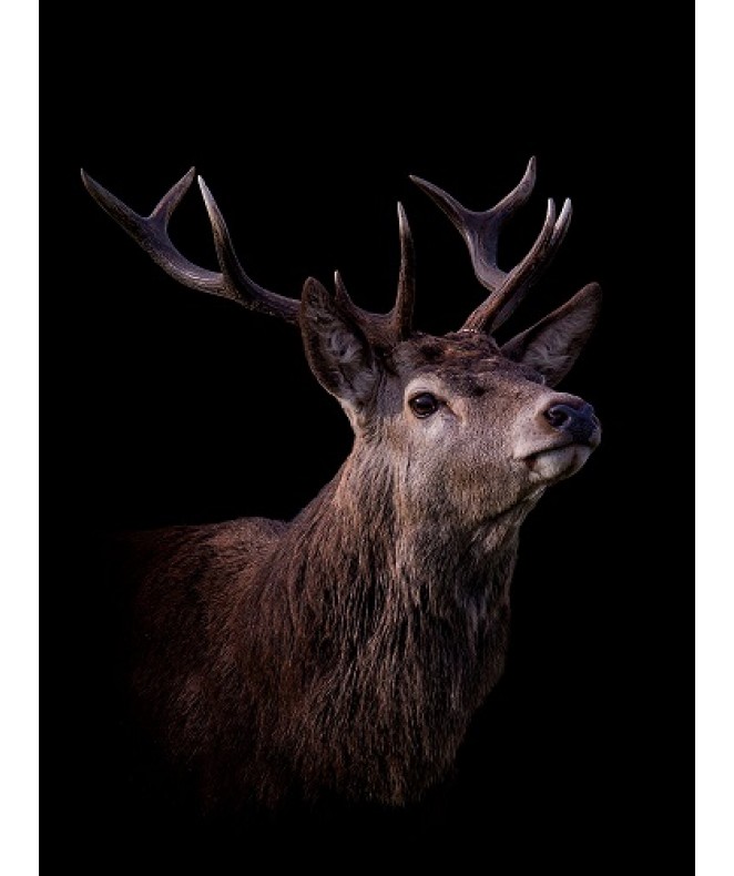 Red Deer Stag